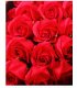 GC185 - Valentine's Day gift Rose